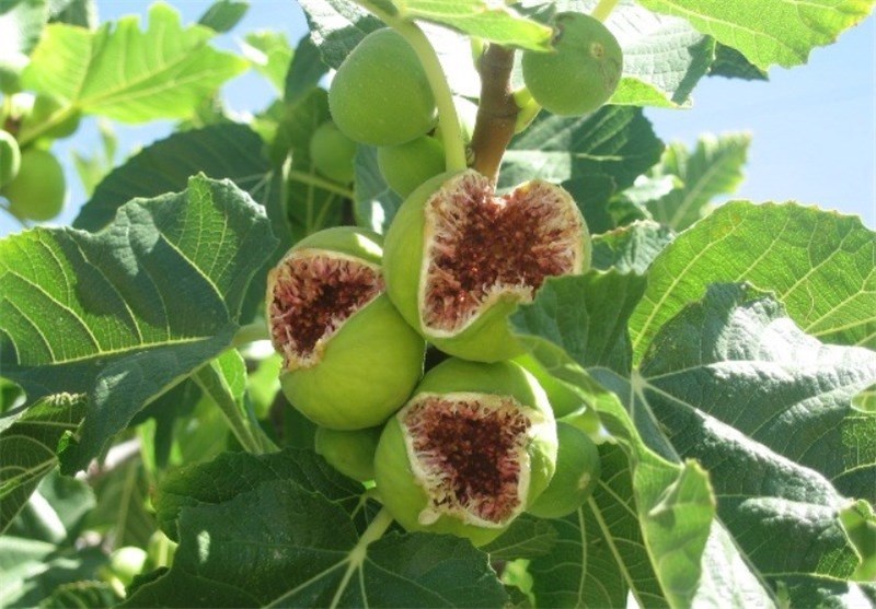 All About Fig